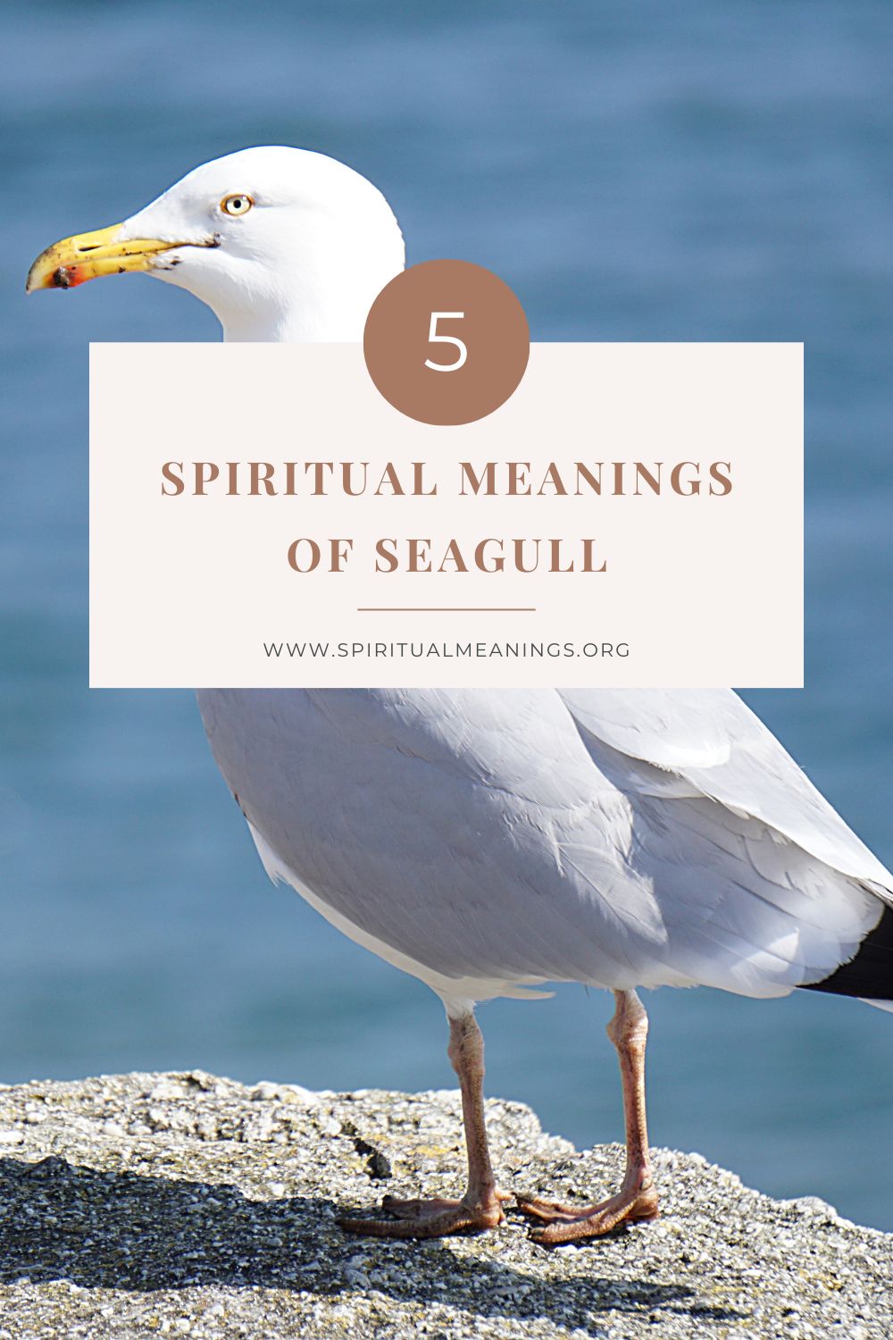 5 Spiritual Meanings of Seagull