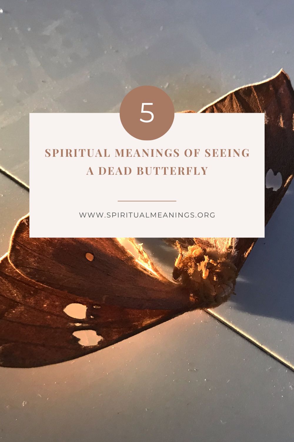 5 Spiritual Meanings of Seeing A Dead Butterfly