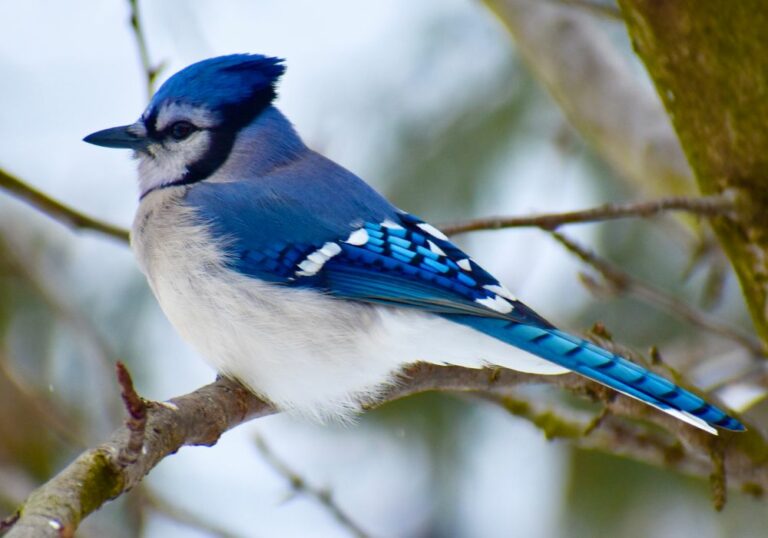 5 Spiritual Meanings of Seeing a Blue Jay