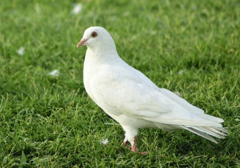 5 Spiritual Meanings of White Dove (Symbolism)