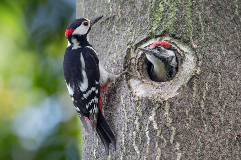 5 Spiritual Meanings of Woodpecker (Symbolism)