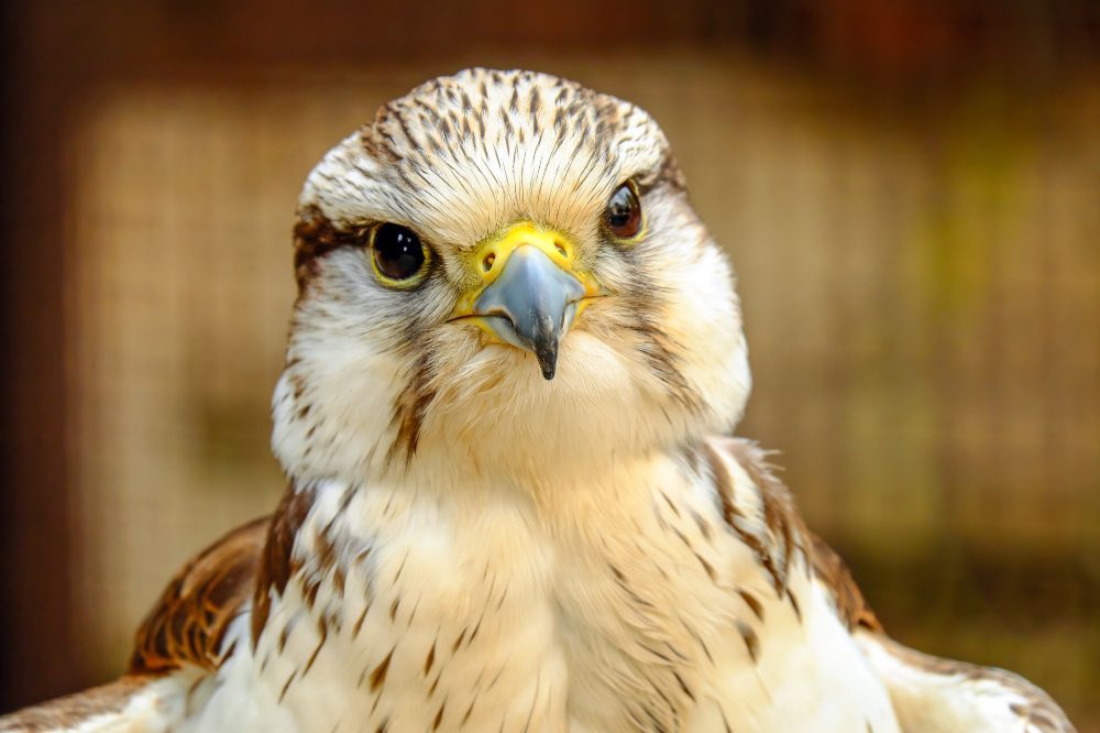 6 Common Dreams Relating Falcons and Their Spiritual Meanings