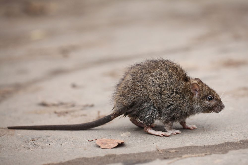 6 Common Rat Dreams and Their Spiritual Meanings