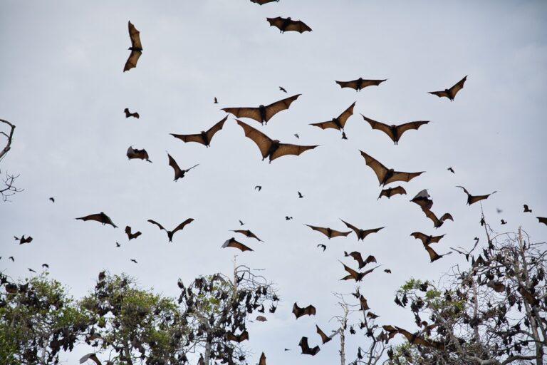 6 Spiritual Meanings Of Bats
