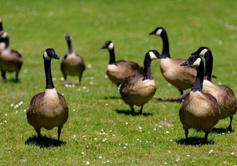 6 Spiritual Meanings Of Geese (Symbolism)