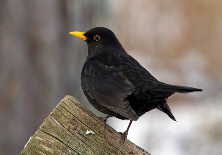 6 Spiritual Meanings of Blackbird (Symbolism)
