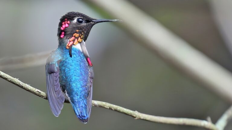 6 Spiritual Meanings of Seeing A Hummingbird