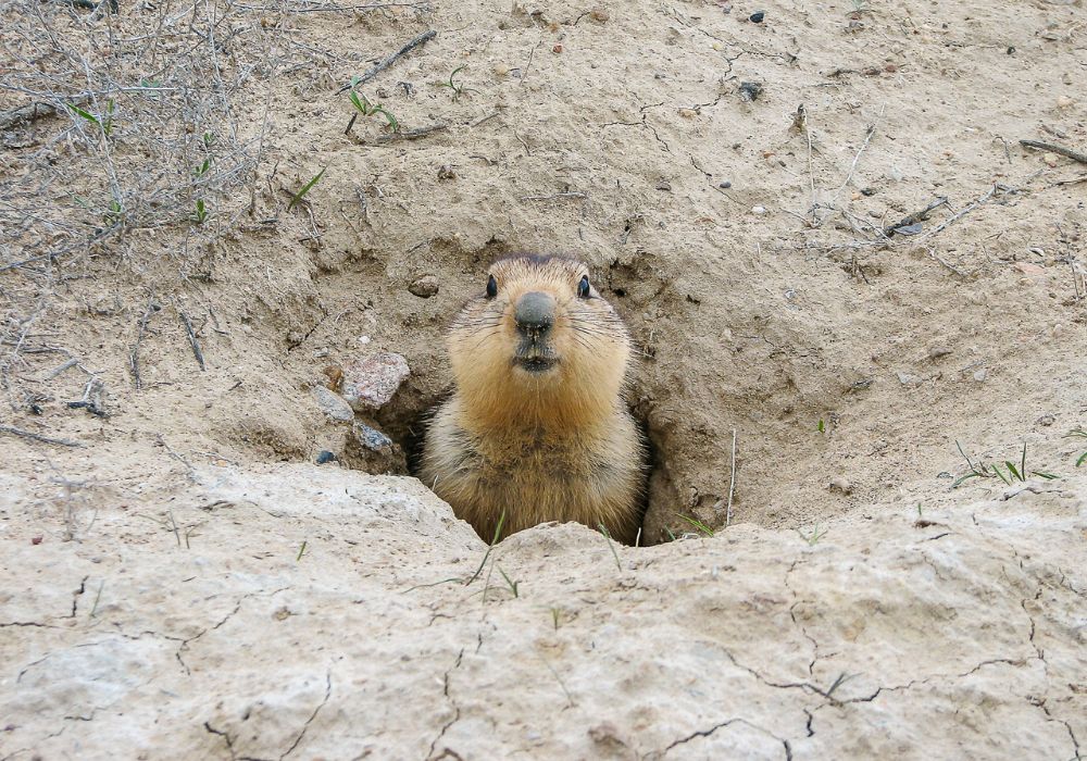 7 Common Dream Scenarios Relating to Groundhogs and Their Interpretations (Spiritual Meanings)
