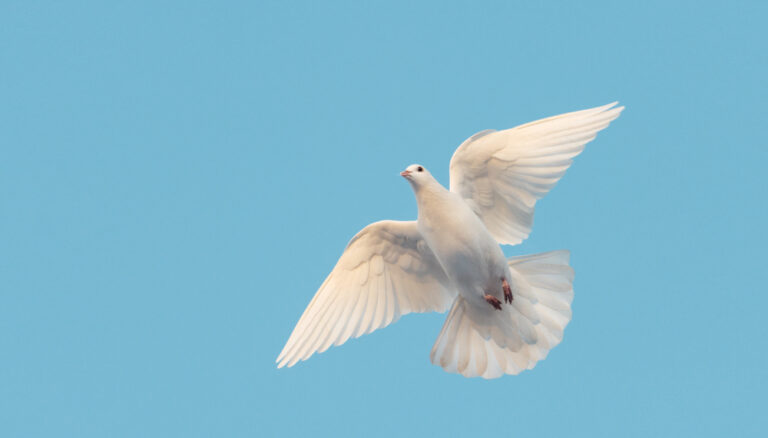 7 Spiritual Meanings Of Dove (Symbolism)