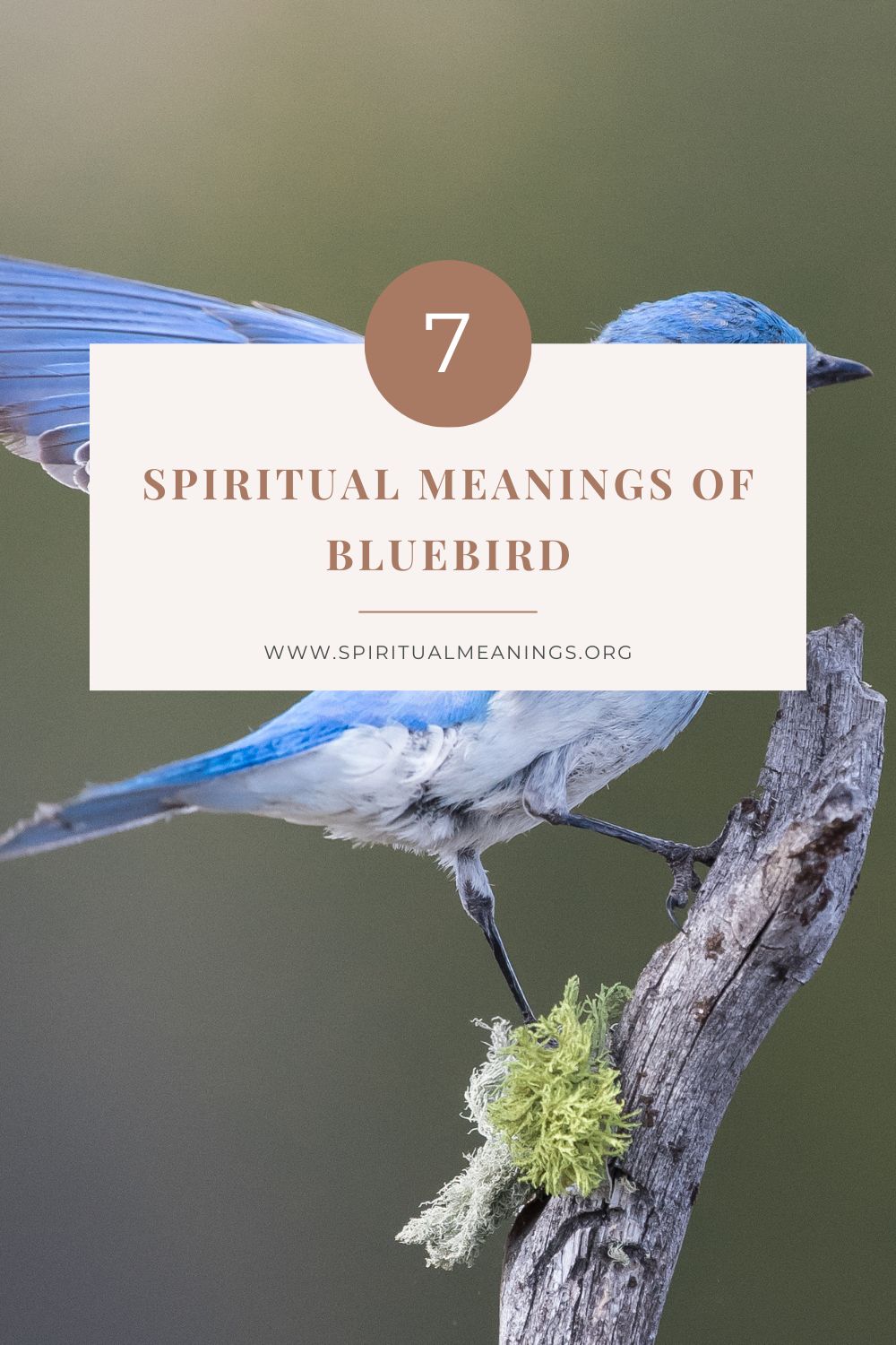 7 Spiritual Meanings of Bluebird