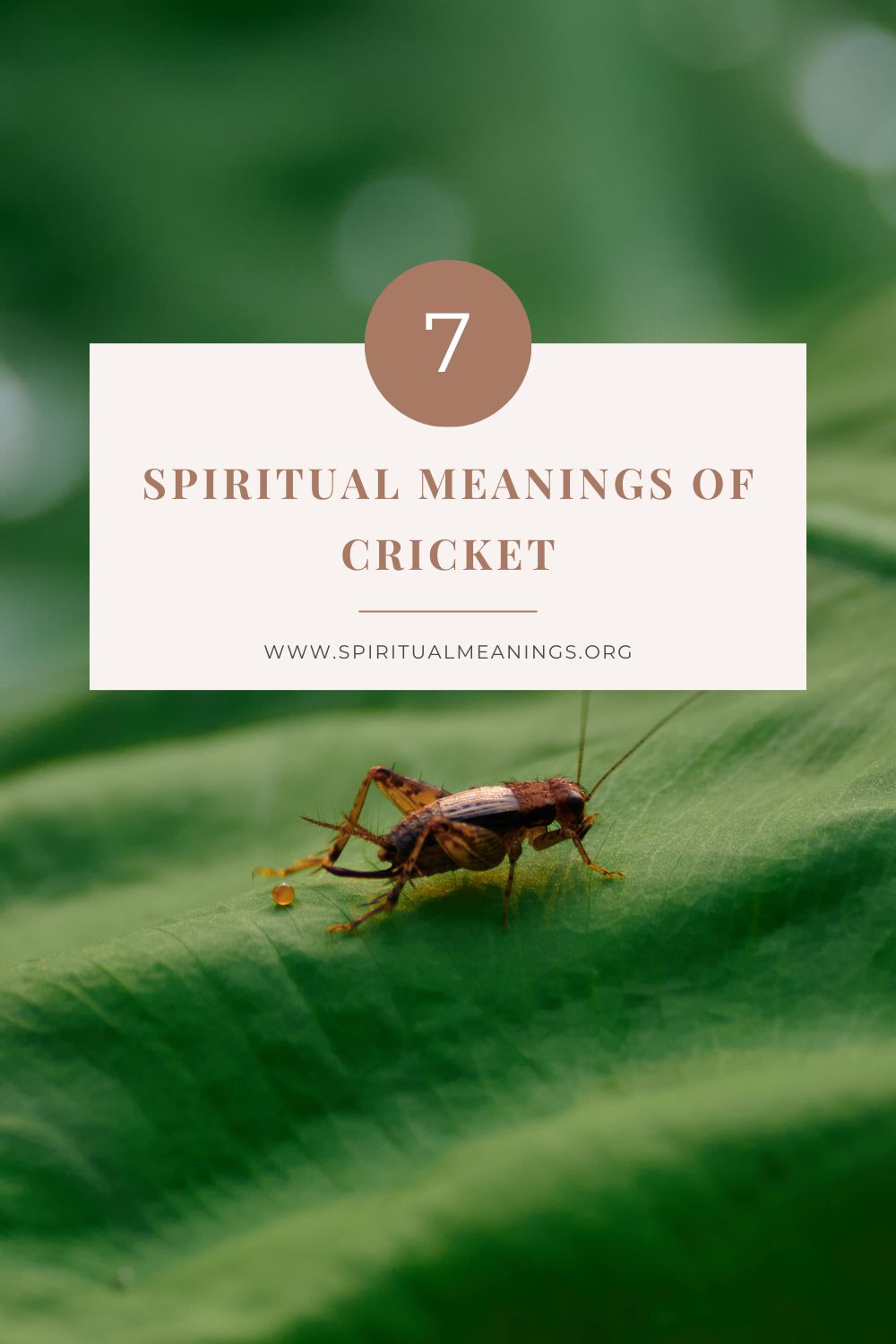 7 Spiritual Meanings of Cricket