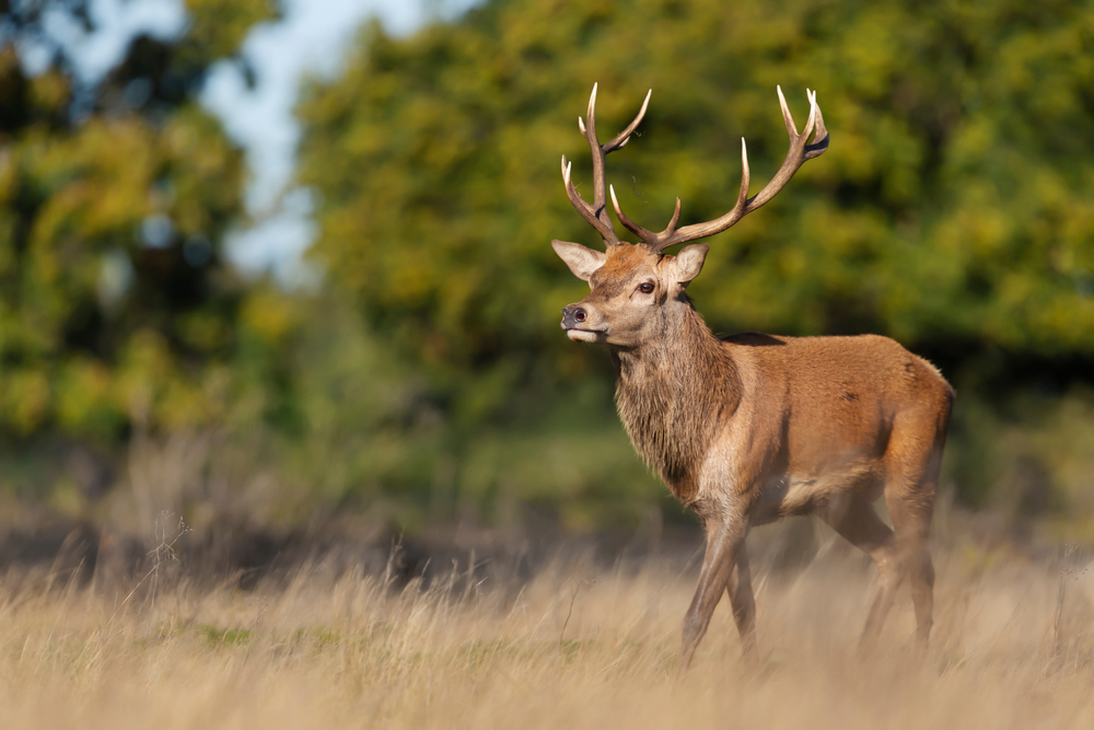 7 Spiritual Meanings of Deer