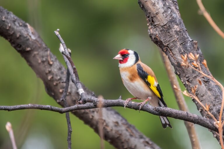 7 Spiritual Meanings of Goldfinch (Symbolism)