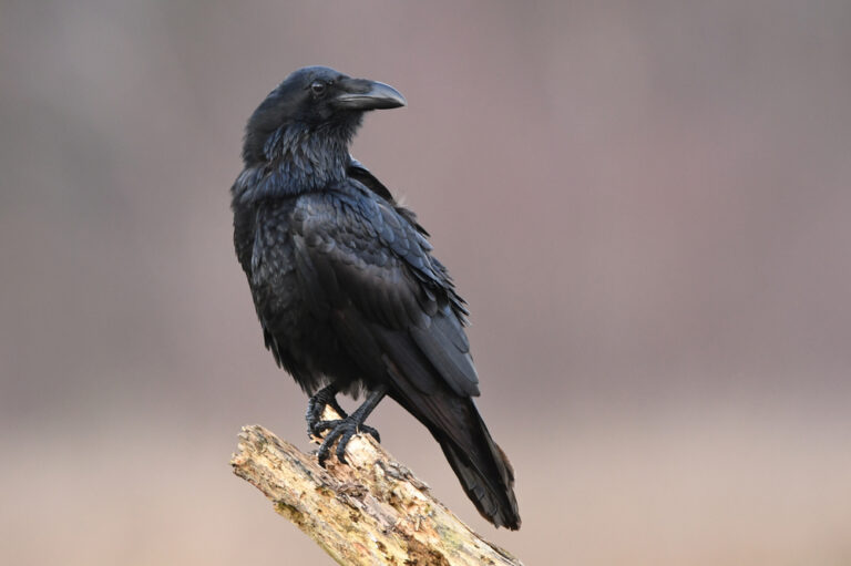 7 Spiritual Meanings of Raven (Symbolism)