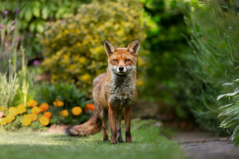 7 Spiritual Meanings of Seeing a Fox