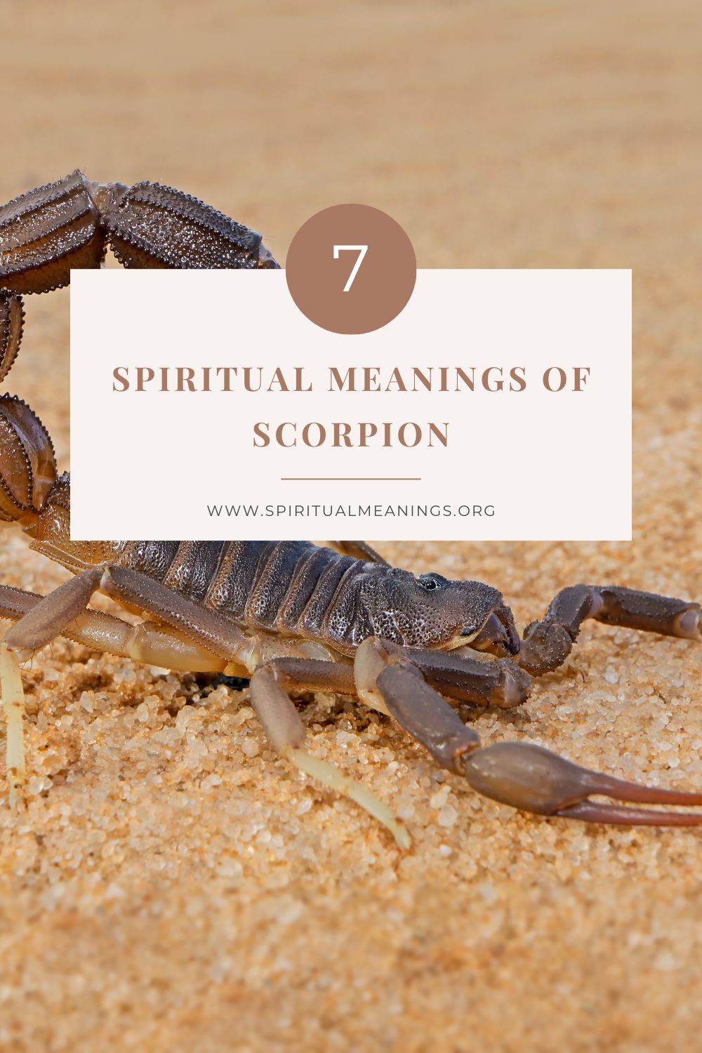 7 Spiritual Meanings of a Scorpion