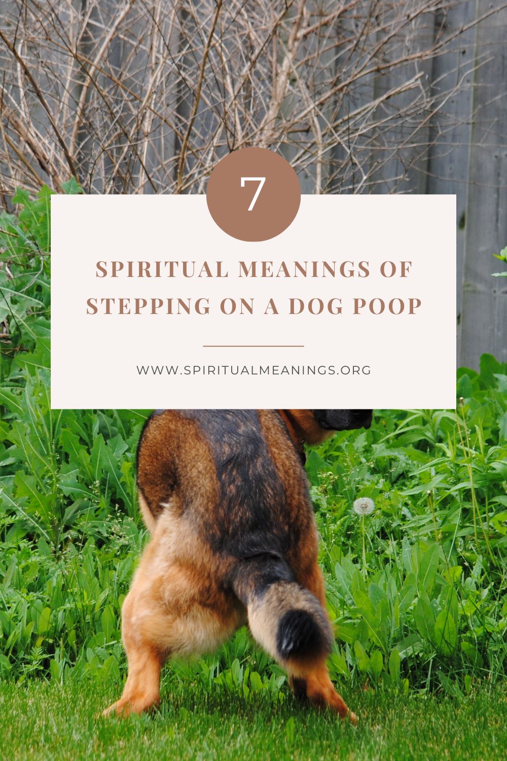 7 Spiritual Messages When You Accidentally Step On A Dog Poop
