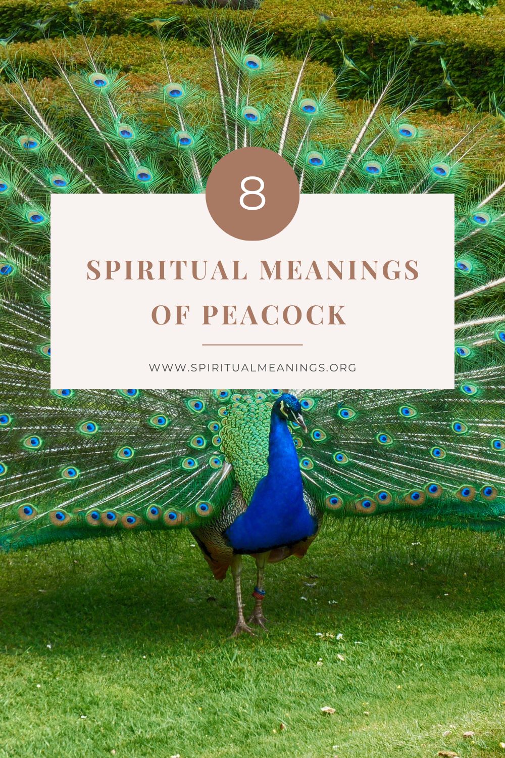 8 Spiritual Meaning of Peacock 