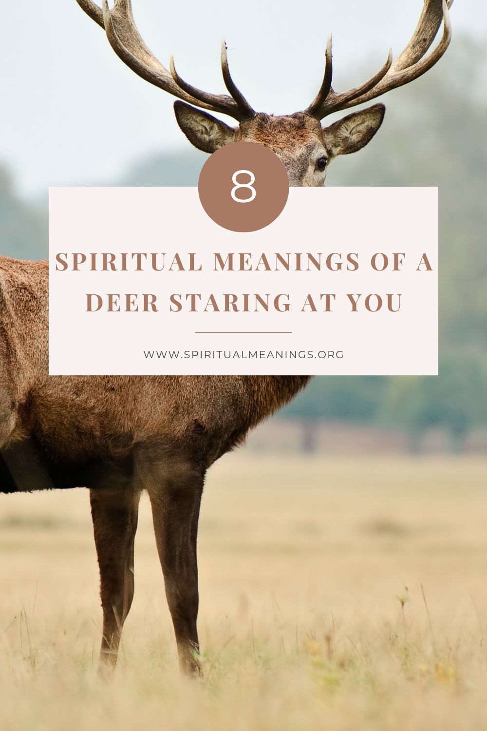 8 Spiritual Meanings Of A Deer Staring At You