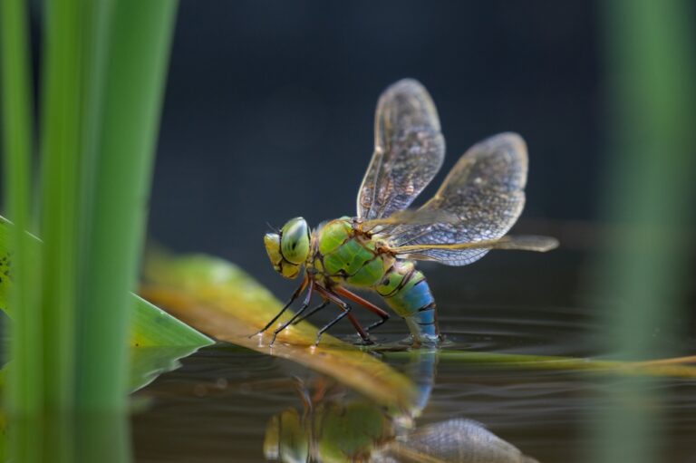 8 Spiritual Meanings Of Dragonfly (Symbolism)