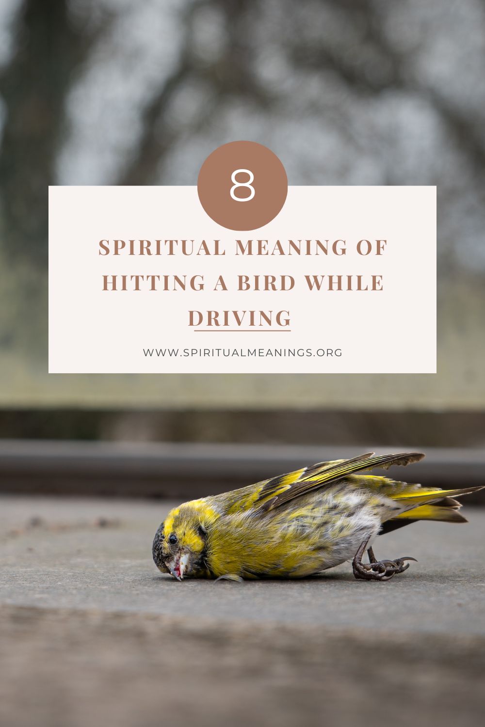 8 Spiritual Meanings Of Hitting A Bird While Driving