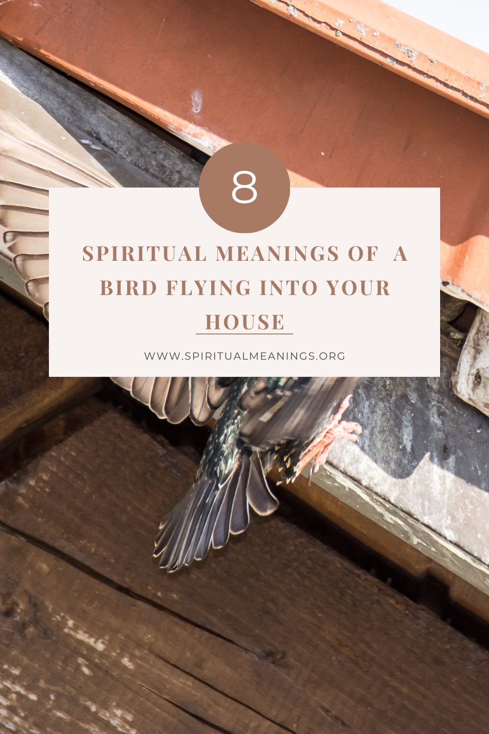 8 Spiritual Meanings of A Bird Flying Into Your House