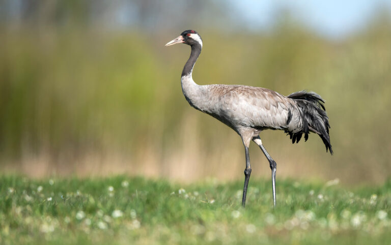 8 Spiritual Meanings of A Crane Crossing Your Path