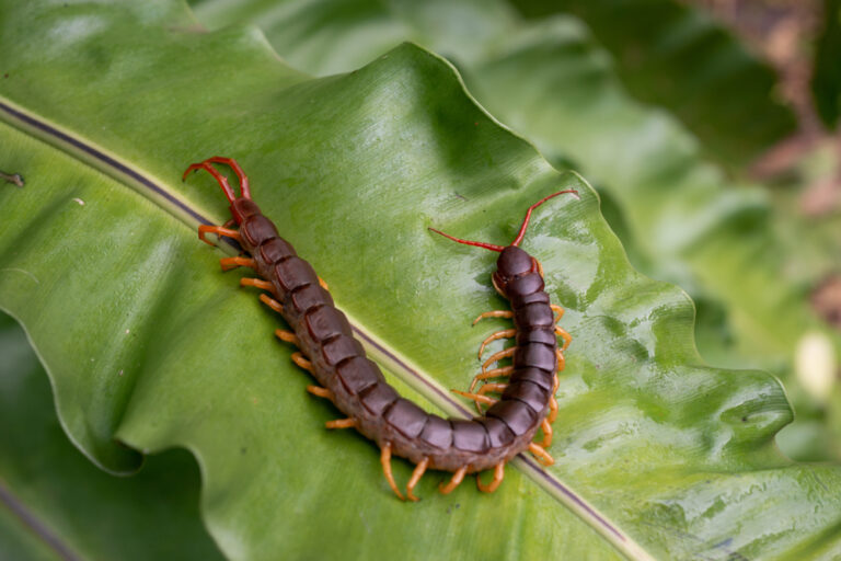8 Spiritual Meanings of Centipede (Symbolism)
