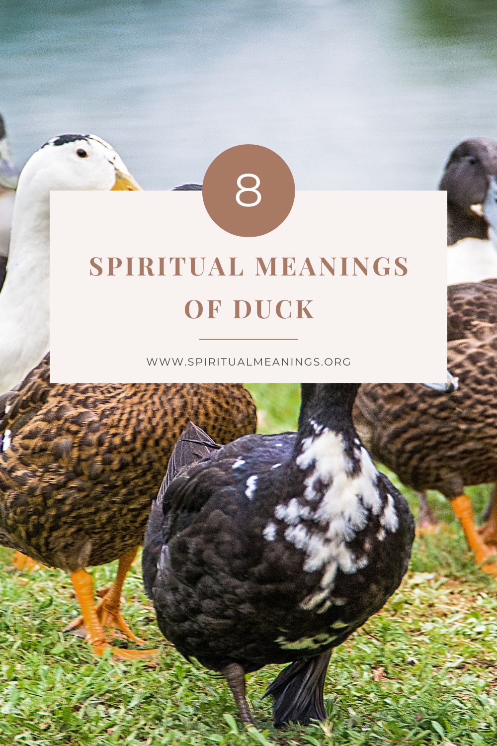 8 Spiritual Meanings of Duck
