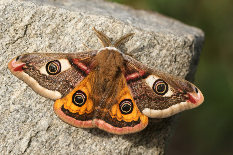 8 Spiritual Meanings of Moths (Symbolism)