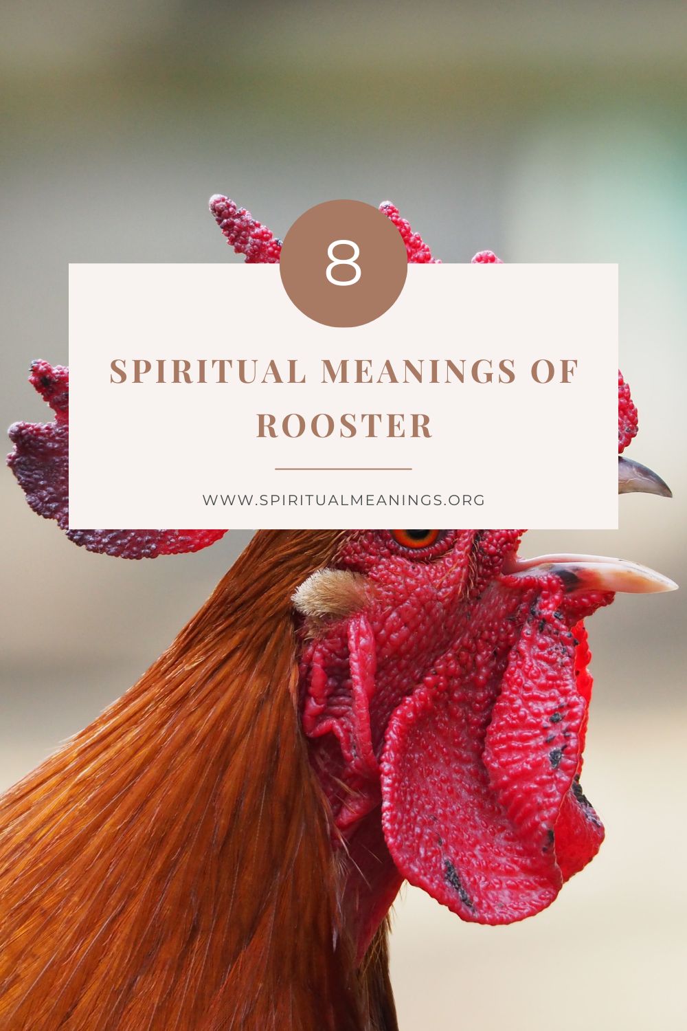 8 Spiritual Meanings of Rooster