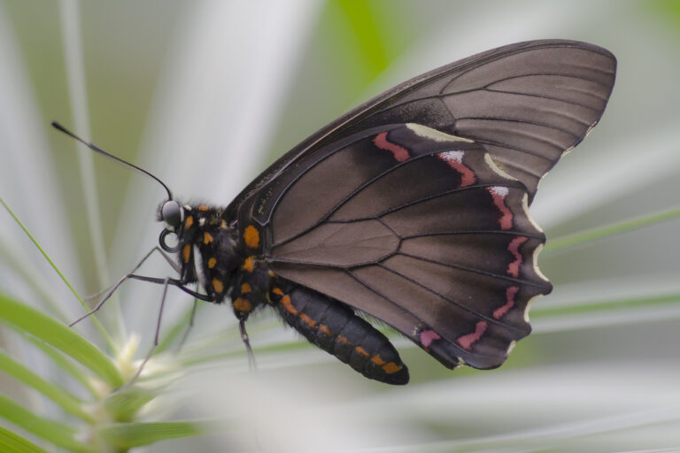 8 Spiritual Meanings of Seeing A Black Butterfly