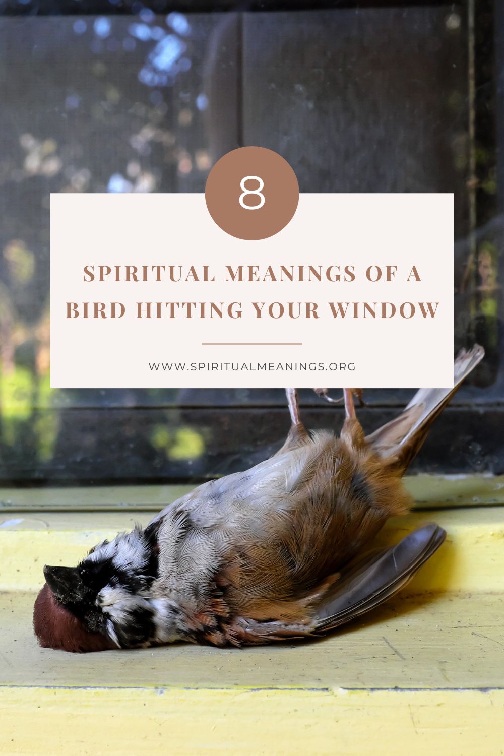 8 Spiritual Meanings of a Bird Hitting Your Window