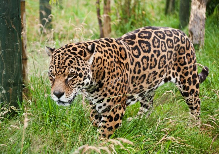 8 Spiritual Meanings of a Jaguar (Symbolism)