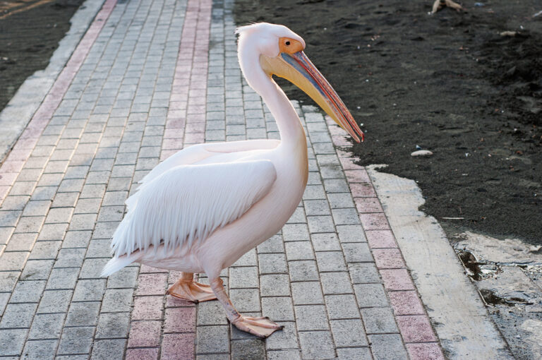 8 Spiritual Meanings of a Pelican Crossing Your Path