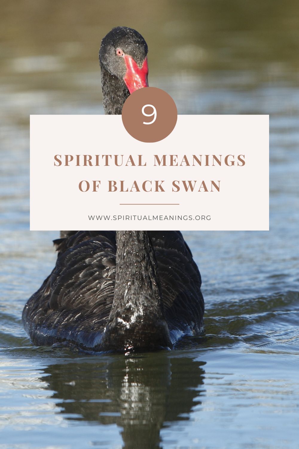 9 Spiritual Meanings Of Black Swan