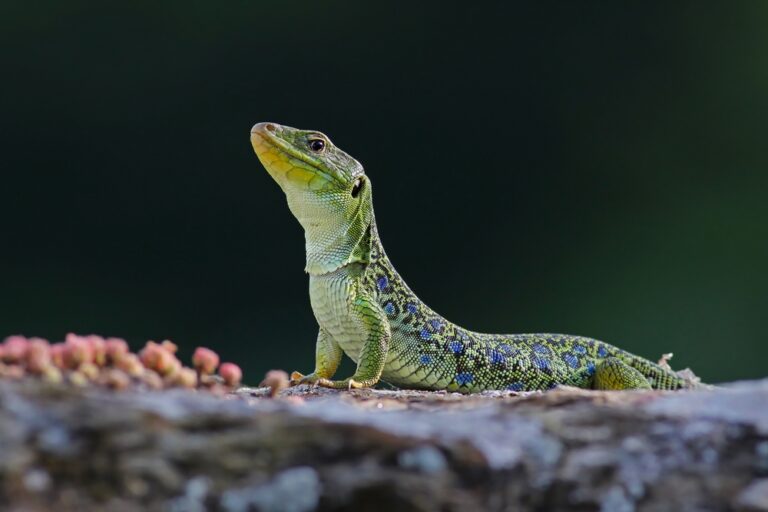 9 Spiritual Meanings Of Lizard (Symbolism)