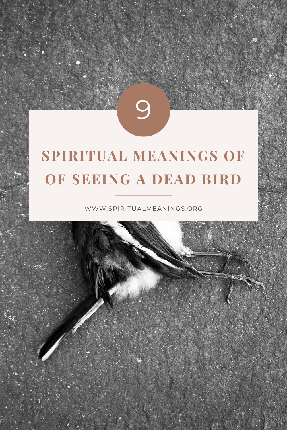 9 Spiritual Meanings Of Seeing A Dead Bird