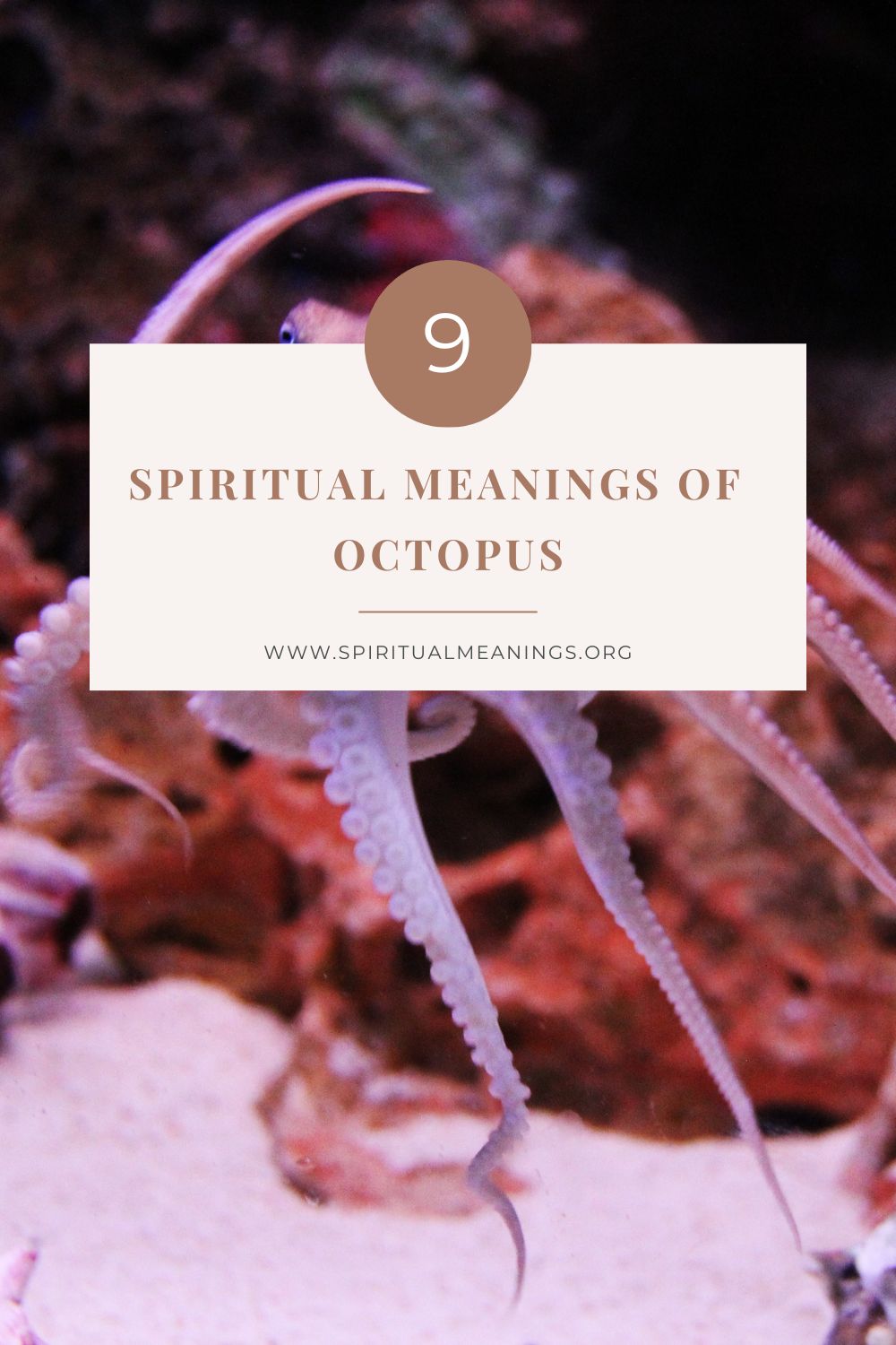 9 Spiritual Meanings of Octopus