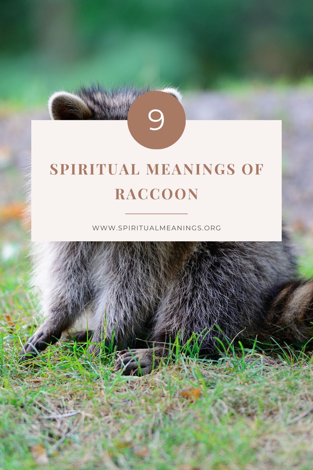 9 Spiritual Meanings of Raccoon