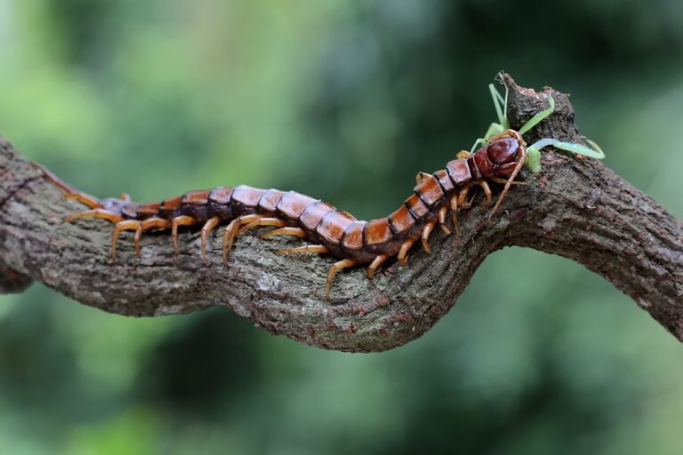9 Spiritual Meanings of Seeing a Centipede