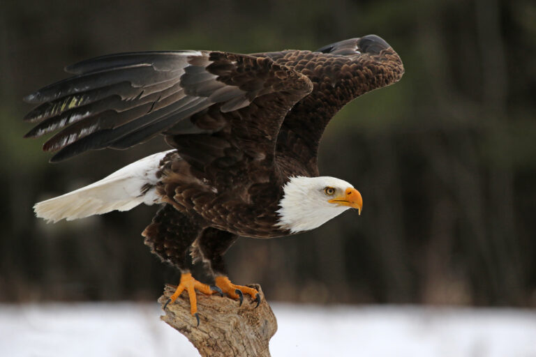 9 Spiritual Meanings of Seeing An Eagle