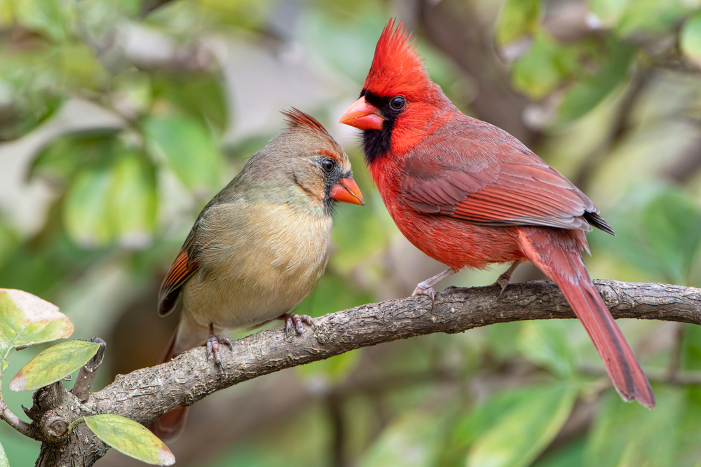 9 Spiritual Meanings of Seeing a Cardinal
