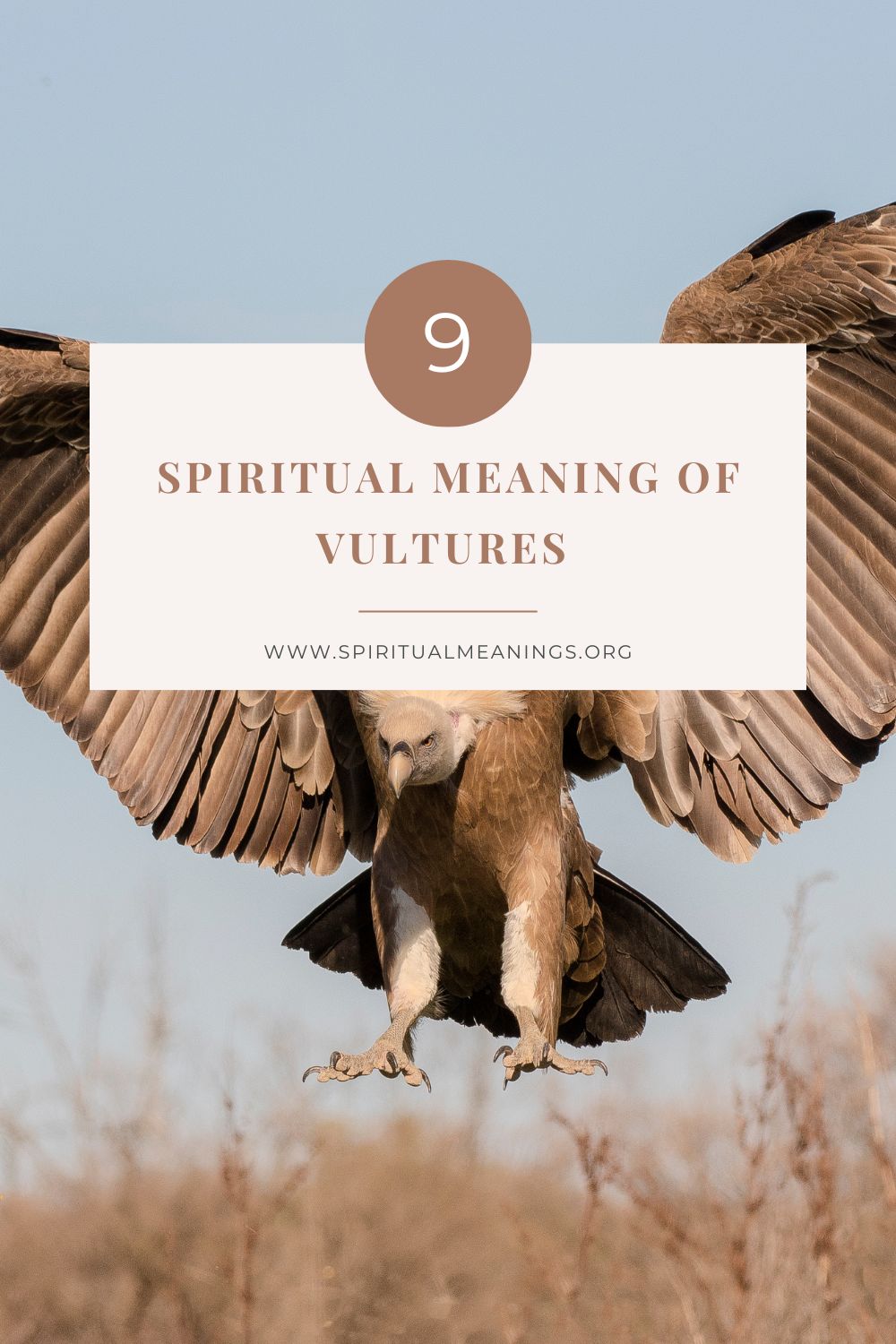 9 Spiritual Meanings of Vultures