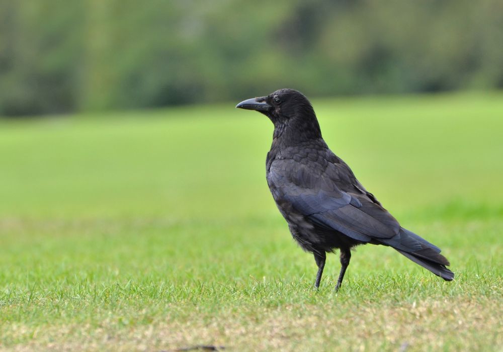 A Crow Staring at You