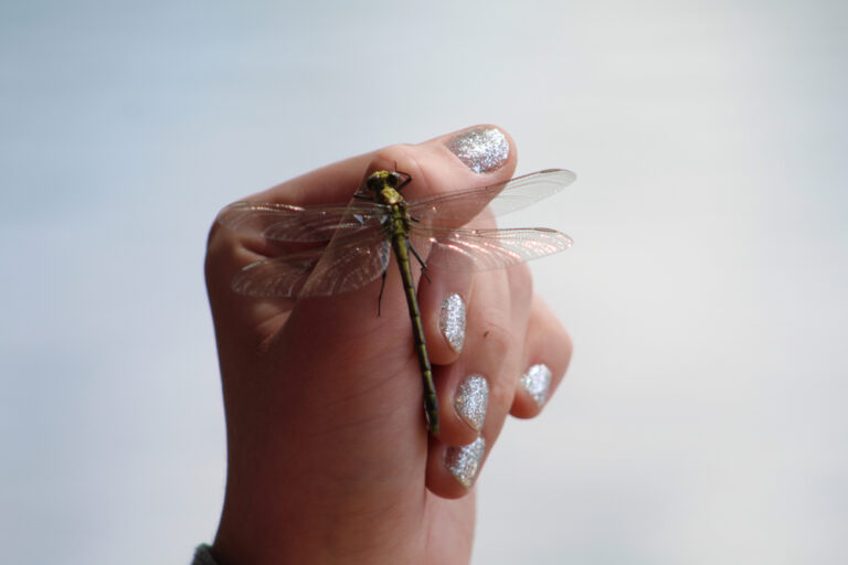 14 Spiritual Meanings Of A Dragonfly Landing On You