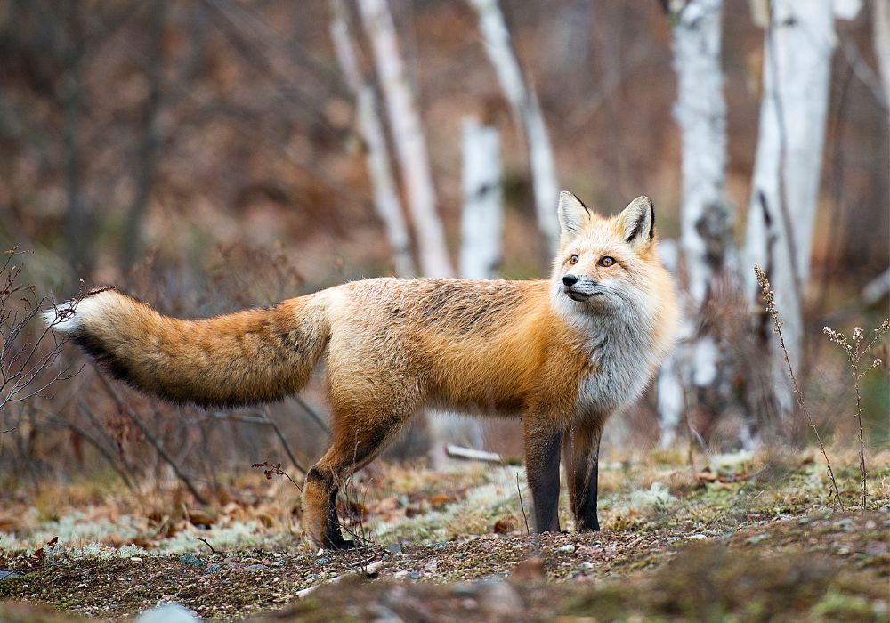A Fox Tail