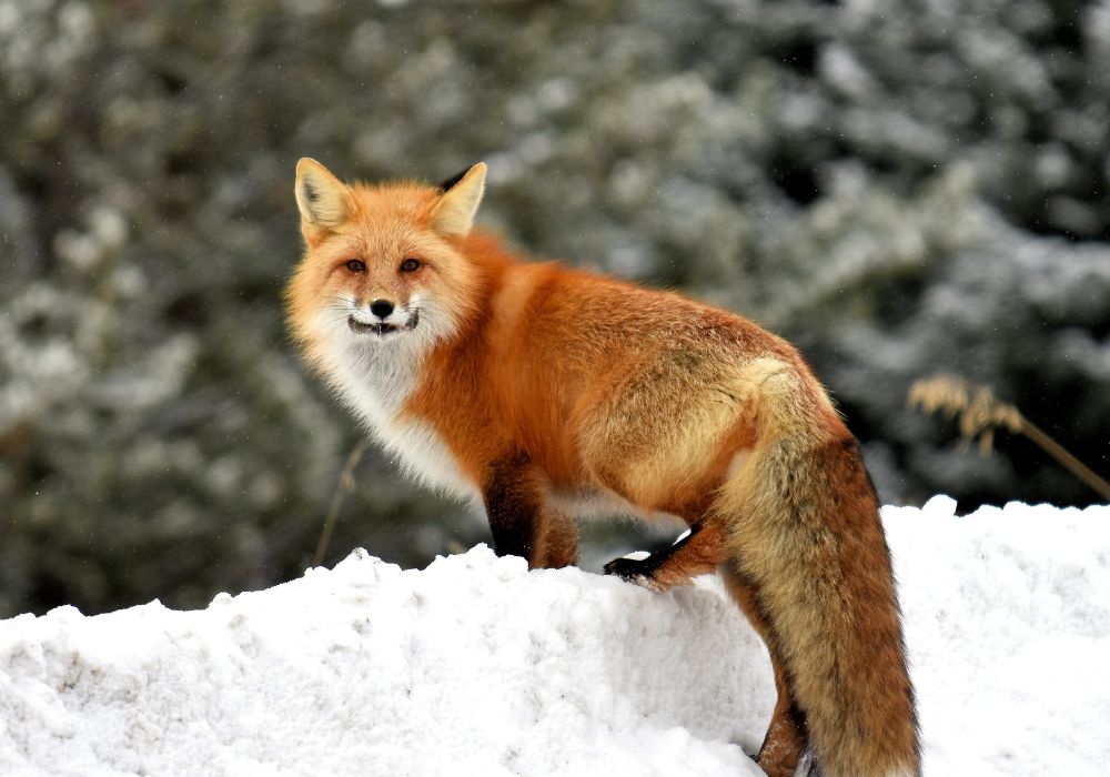 A Fox in Your Garden