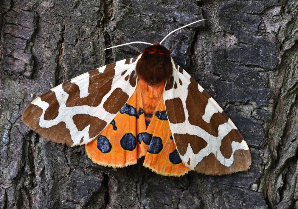 A Moth of a Particular Species