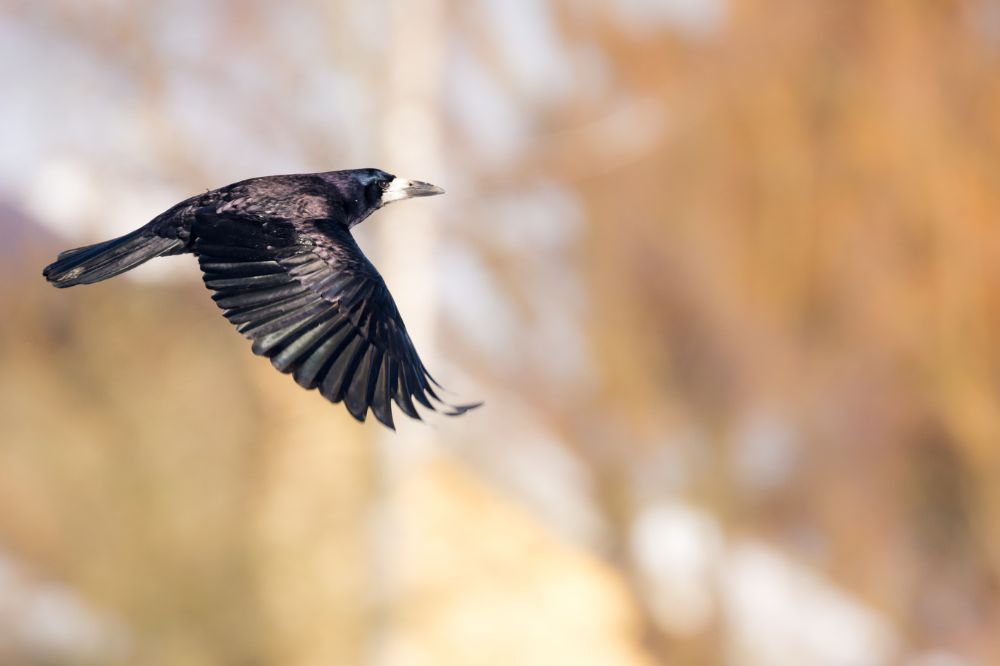 A flying crow – a strong relationship